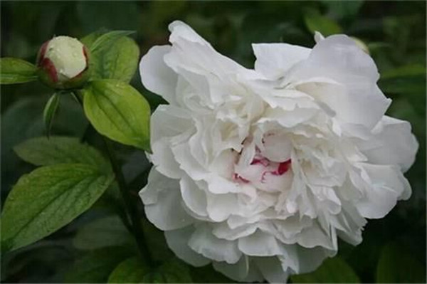 白芍藥苗